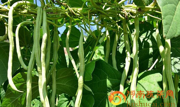 秋季豆角