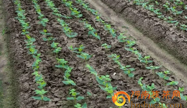 <strong>豆角育苗 | 温湿度关键所在，必须知道的育苗技巧</strong>