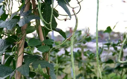田间豆角挂枝头图片