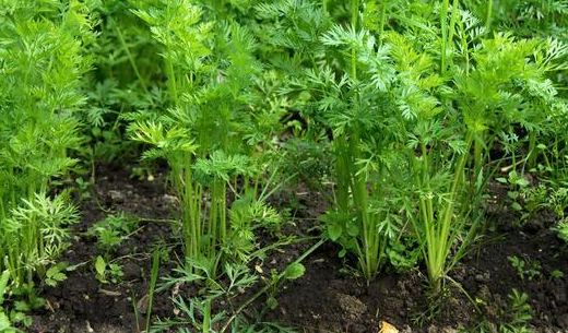 红萝卜苗现场拍摄 红萝卜苗现场拍摄