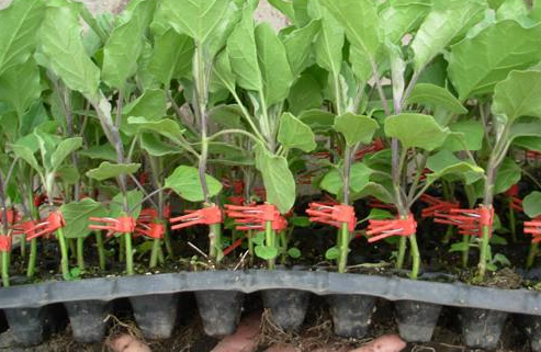 茄子育苗截图 茄子育苗截图
