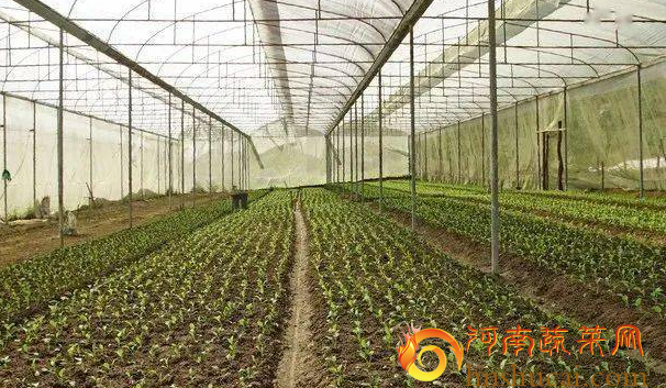 小白菜育苗现场图 小白菜育苗现场图