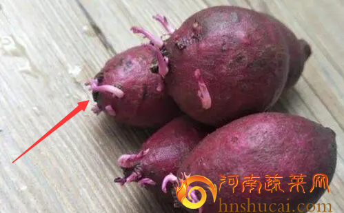 红薯发芽照片