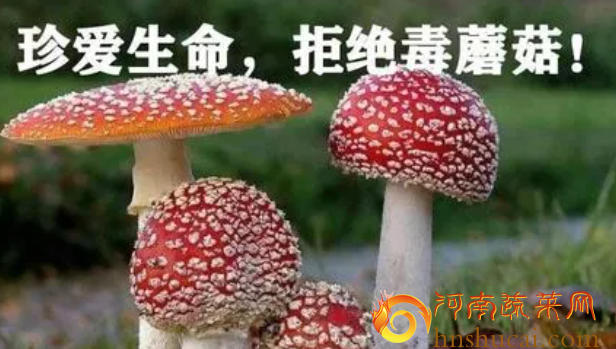 毒蘑菇