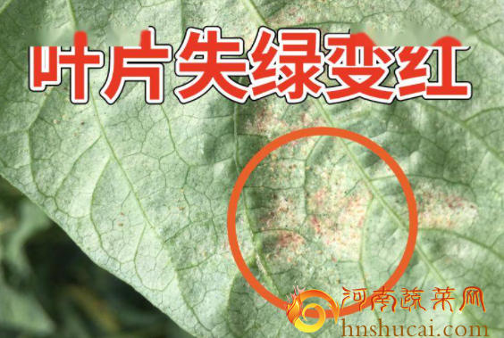 豆角红蜘蛛病害图片