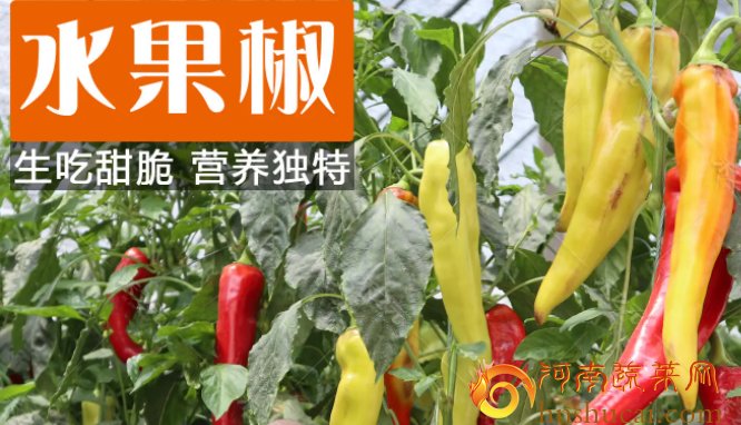 <strong>打造理想水果辣椒种植环境，收割丰收果实！</strong>
