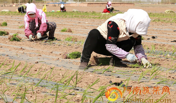 <strong>洋葱种植选择小苗种植的四大好处！</strong>
