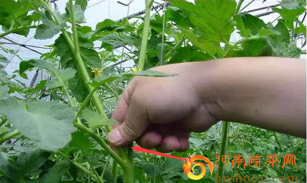 <strong>苦瓜种植技术大揭秘，整枝打杈让产量飙升</strong>