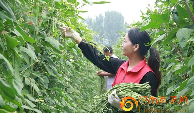 大棚豆角种植
