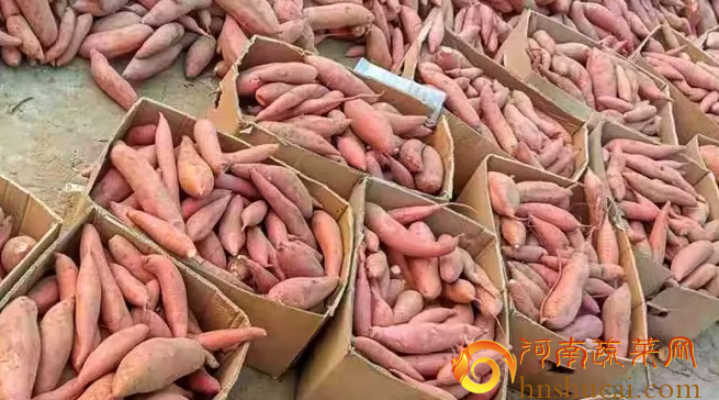 红薯价格