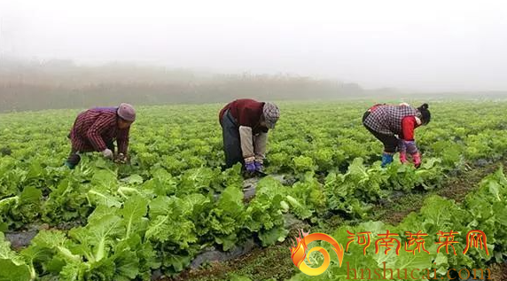 <strong>河南通许白菜无人问津，供给过剩让农民深思</strong>