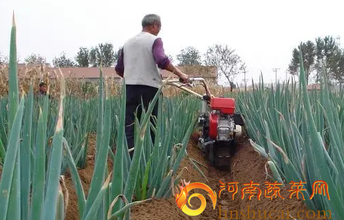 <strong>冬季大葱为何需要培土？预埋到大葱的哪个部位比较适合？</strong>