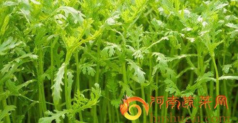 <strong>种植茼蒿选春季合适还是冬季种植？</strong>