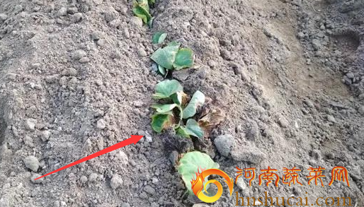 <strong>造成红薯育苗死亡的最终原因是什么？</strong>